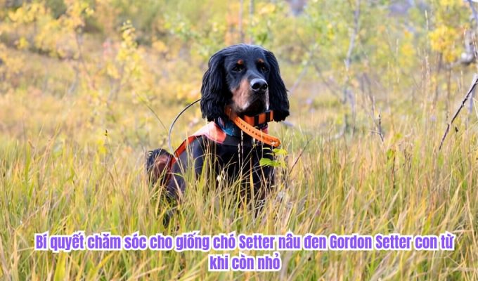 Bí quyết chăm sóc cho giống chó Setter nâu đen Gordon Setter con từ khi còn nhỏ