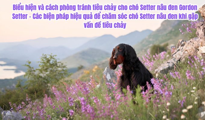 Biểu hiện và cách phòng tránh tiêu chảy cho chó Setter nâu đen Gordon Setter - Các biện pháp hiệu quả để chăm sóc chó Setter nâu đen khi gặp vấn đề tiêu chảy