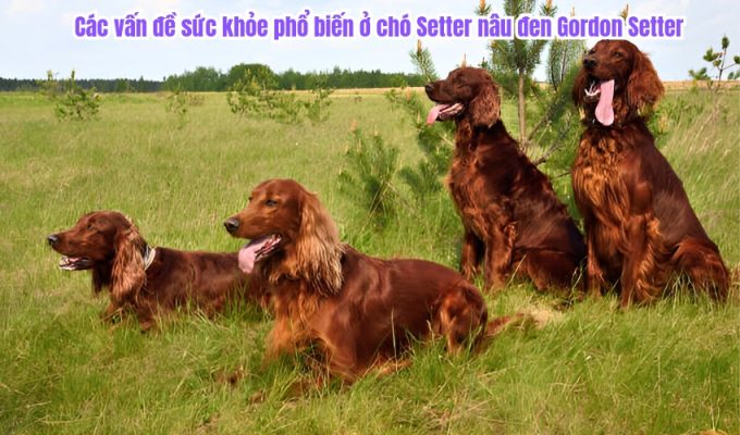 Các vấn đề sức khỏe phổ biến ở chó Setter nâu đen Gordon Setter