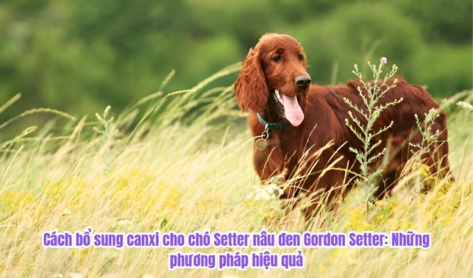 Cách bổ sung canxi cho chó Setter nâu đen Gordon Setter: Những phương pháp hiệu quả