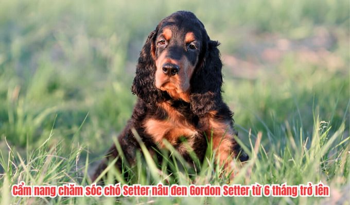 Cẩm nang chăm sóc chó Setter nâu đen Gordon Setter từ 6 tháng trở lên