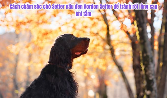 Cách chăm sóc chó Setter nâu đen Gordon Setter để tránh rối lông sau khi tắm