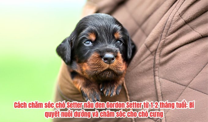 Cách chăm sóc chó Setter nâu đen Gordon Setter từ 1-2 tháng tuổi: Bí quyết nuôi dưỡng và chăm sóc cho chó cưng