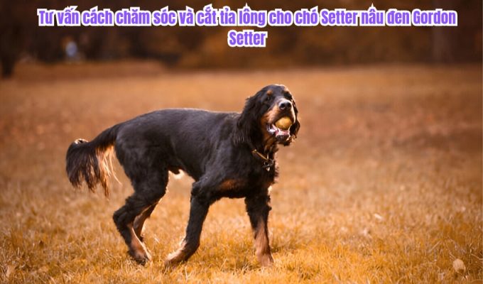 Tư vấn cách chăm sóc và cắt tỉa lông cho chó Setter nâu đen Gordon Setter