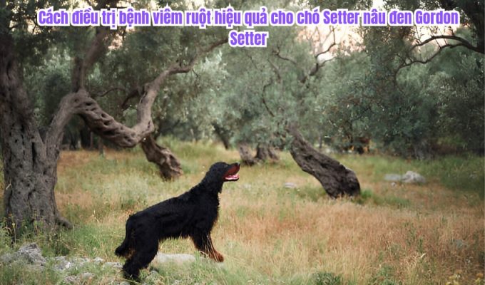 Cách điều trị bệnh viêm ruột hiệu quả cho chó Setter nâu đen Gordon Setter