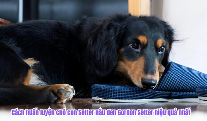 Cách huấn luyện chó con Setter nâu đen Gordon Setter hiệu quả nhất