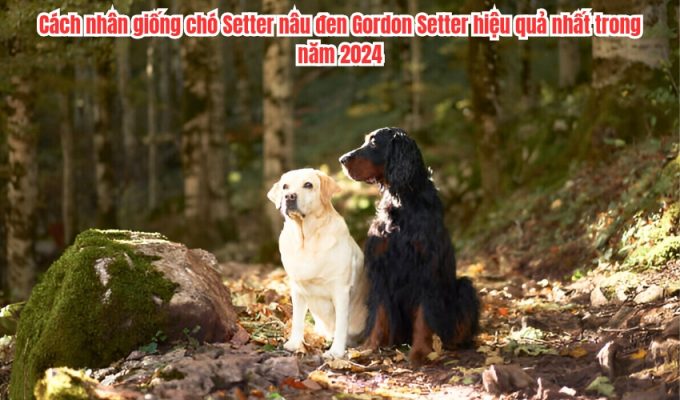 Cách nhân giống chó Setter nâu đen Gordon Setter hiệu quả nhất trong năm 2024