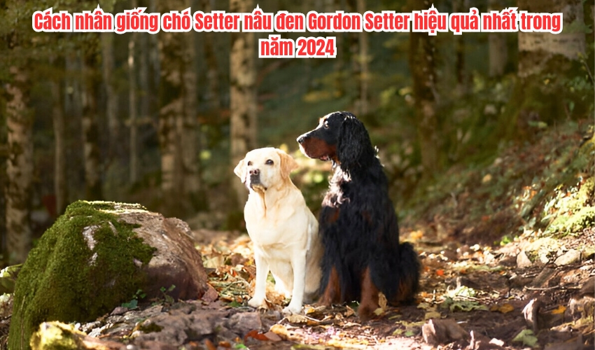 Cách nhân giống chó Setter nâu đen Gordon Setter hiệu quả nhất trong năm 2024 Cách nhân giống chó Setter nâu đen Gordon Setter hiệu quả nhất trong năm 2024