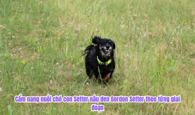 Cẩm nang nuôi chó con Setter nâu đen Gordon Setter theo từng giai đoạn