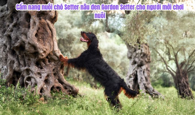 Cẩm nang nuôi chó Setter nâu đen Gordon Setter cho người mới chơi nuôi