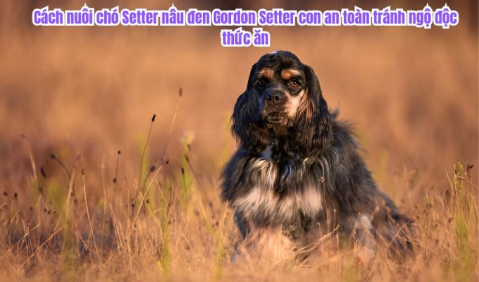 Cách nuôi chó Setter nâu đen Gordon Setter con an toàn tránh ngộ độc thức ăn