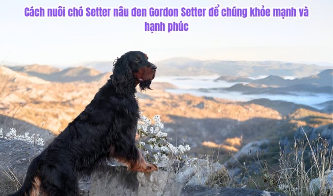 Cách nuôi chó Setter nâu đen Gordon Setter để chúng khỏe mạnh và hạnh phúc