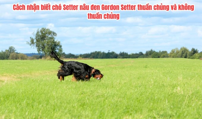 Cách nhận biết chó Setter nâu đen Gordon Setter thuần chủng và không thuần chủng