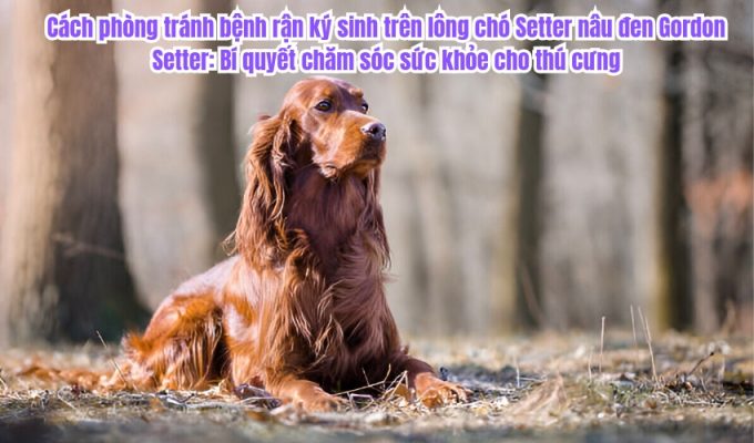 Cách phòng tránh bệnh rận ký sinh trên lông chó Setter nâu đen Gordon Setter: Bí quyết chăm sóc sức khỏe cho thú cưng