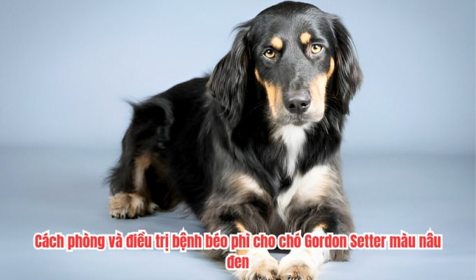 Cách phòng và điều trị bệnh béo phì cho chó Gordon Setter màu nâu đen
