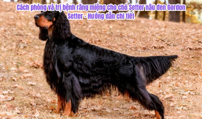 Cách phòng và trị bệnh răng miệng cho chó Setter nâu đen Gordon Setter - Hướng dẫn chi tiết
