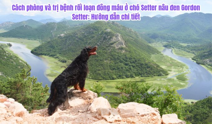 Cách phòng và trị bệnh rối loạn đông máu ở chó Setter nâu đen Gordon Setter: Hướng dẫn chi tiết