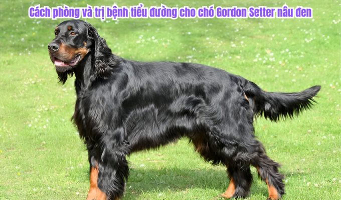 Cách phòng và trị bệnh tiểu đường cho chó Gordon Setter nâu đen