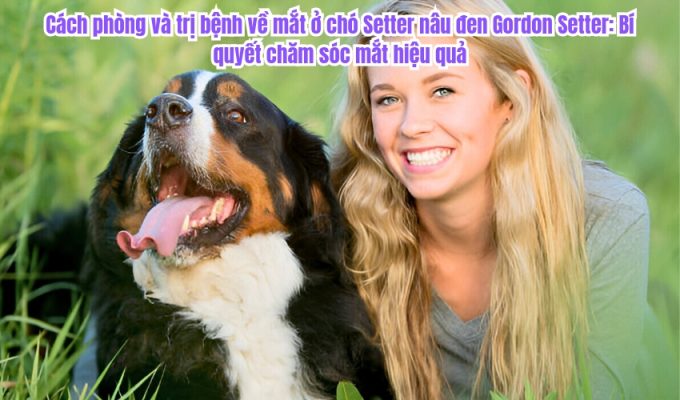 Cách phòng và trị bệnh về mắt ở chó Setter nâu đen Gordon Setter: Bí quyết chăm sóc mắt hiệu quả