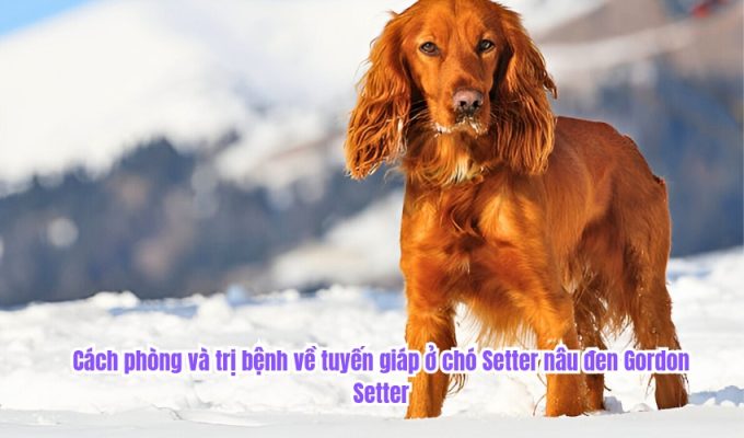 Cách phòng và trị bệnh về tuyến giáp ở chó Setter nâu đen Gordon Setter