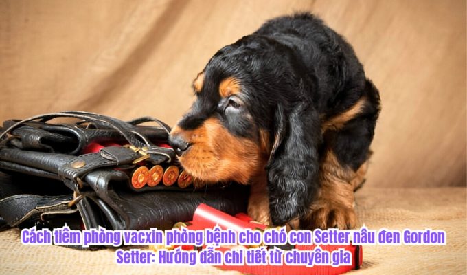 Cách tiêm phòng vacxin phòng bệnh cho chó con Setter nâu đen Gordon Setter: Hướng dẫn chi tiết từ chuyên gia