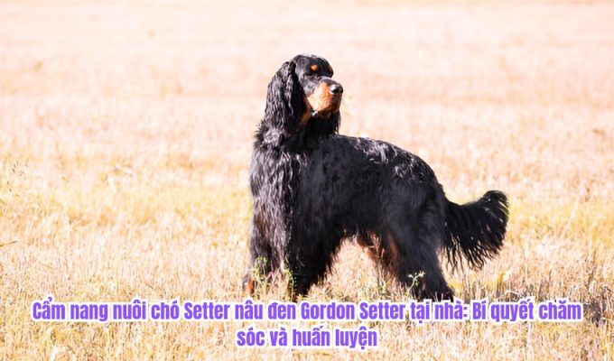 Cẩm nang nuôi chó Setter nâu đen Gordon Setter tại nhà: Bí quyết chăm sóc và huấn luyện