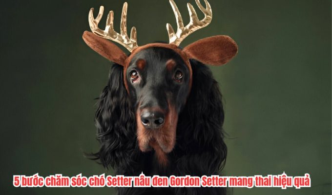 5 bước chăm sóc chó Setter nâu đen Gordon Setter mang thai hiệu quả