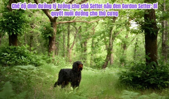 Chế độ dinh dưỡng lý tưởng cho chó Setter nâu đen Gordon Setter: Bí quyết nuôi dưỡng cho thú cưng