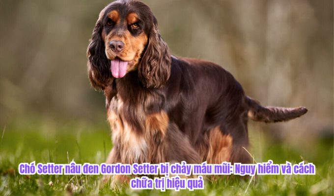 Chó Setter nâu đen Gordon Setter bị chảy máu mũi: Nguy hiểm và cách chữa trị hiệu quả