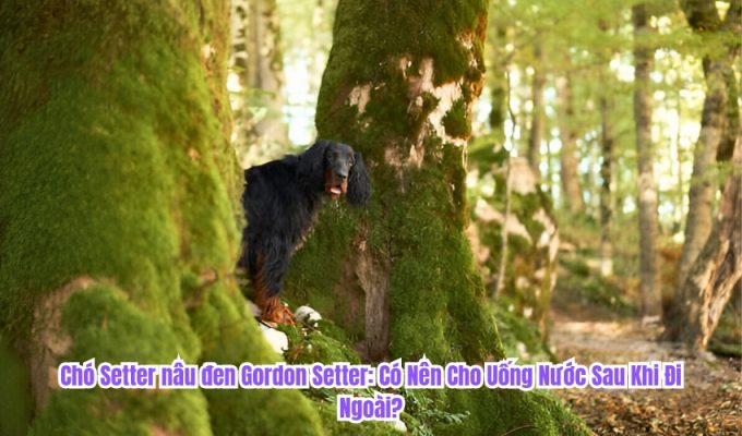Chó Setter nâu đen Gordon Setter: Có Nên Cho Uống Nước Sau Khi Đi Ngoài?