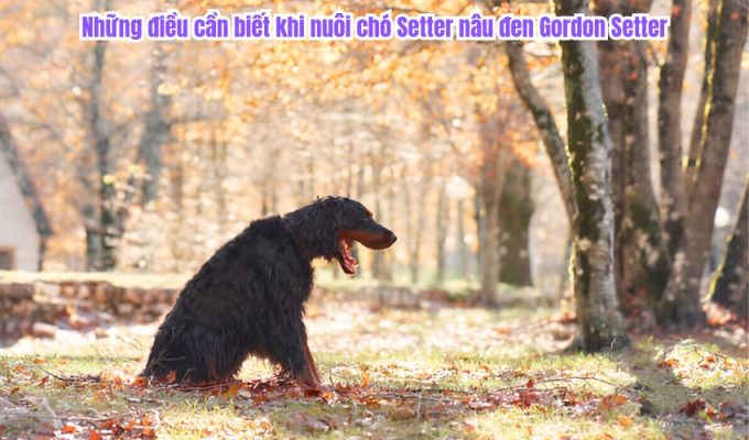 Những điều cần biết khi nuôi chó Setter nâu đen Gordon Setter