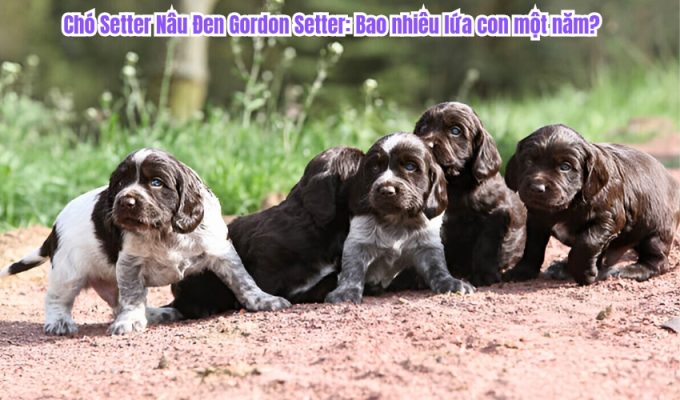 Chó Setter Nâu Đen Gordon Setter: Bao nhiêu lứa con một năm?