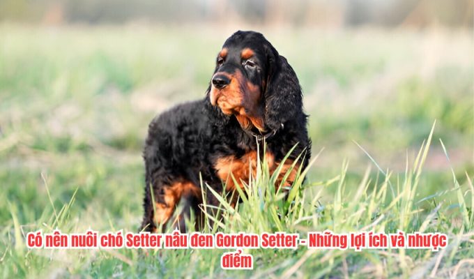 Có nên nuôi chó Setter nâu đen Gordon Setter - Những lợi ích và nhược điểm