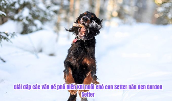 Giải đáp các vấn đề phổ biến khi nuôi chó con Setter nâu đen Gordon Setter