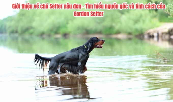 Giới thiệu về chó Setter nâu đen - Tìm hiểu nguồn gốc và tính cách của Gordon Setter