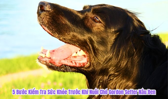 5 Bước Kiểm Tra Sức Khỏe Trước Khi Nuôi Chó Gordon Setter Nâu Đen