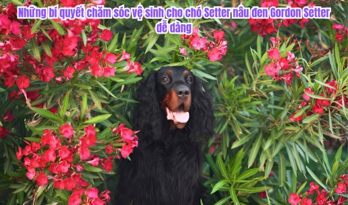 Những bí quyết chăm sóc vệ sinh cho chó Setter nâu đen Gordon Setter dễ dàng