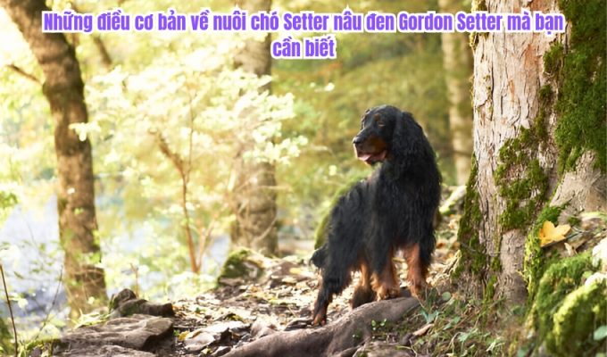 Những điều cơ bản về nuôi chó Setter nâu đen Gordon Setter mà bạn cần biết