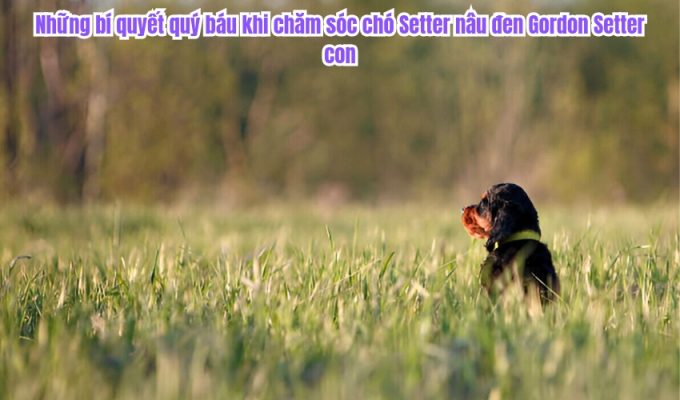Những bí quyết quý báu khi chăm sóc chó Setter nâu đen Gordon Setter con