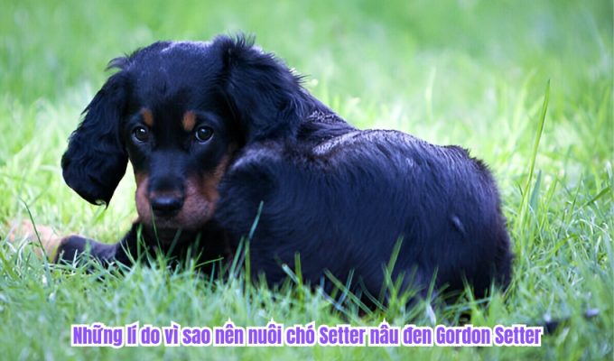 Những lí do vì sao nên nuôi chó Setter nâu đen Gordon Setter