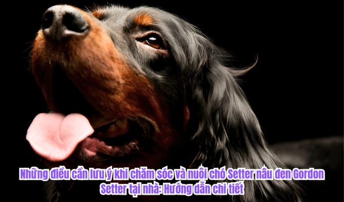 Những điều cần lưu ý khi chăm sóc và nuôi chó Setter nâu đen Gordon Setter tại nhà: Hướng dẫn chi tiết