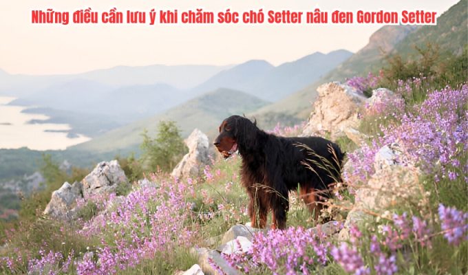 Những điều cần lưu ý khi chăm sóc chó Setter nâu đen Gordon Setter