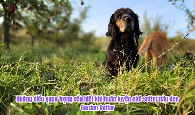 Những điều quan trọng cần biết khi huấn luyện chó Setter nâu đen Gordon Setter
