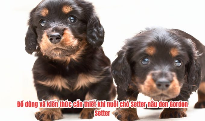 Đồ dùng và kiến thức cần thiết khi nuôi chó Setter nâu đen Gordon Setter