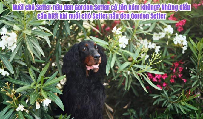 Nuôi chó Setter nâu đen Gordon Setter có tốn kém không? Những điều cần biết khi nuôi chó Setter nâu đen Gordon Setter