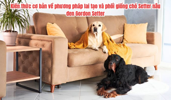 Kiến thức cơ bản về phương pháp lai tạo và phối giống chó Setter nâu đen Gordon Setter