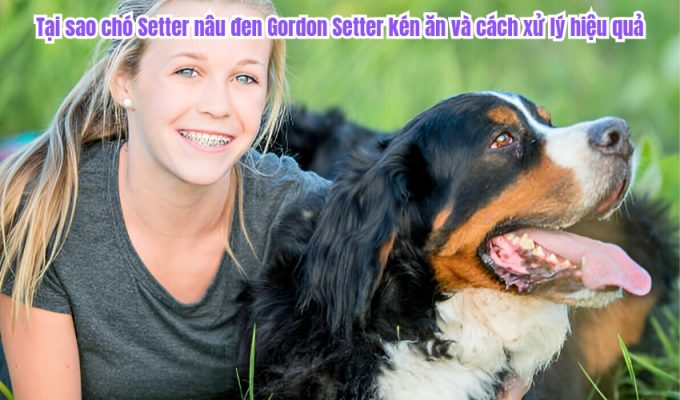 Tại sao chó Setter nâu đen Gordon Setter kén ăn và cách xử lý hiệu quả