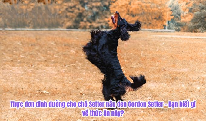Thực đơn dinh dưỡng cho chó Setter nâu đen Gordon Setter - Bạn biết gì về thức ăn này?