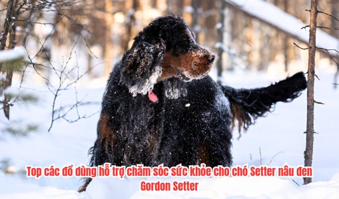 Top các đồ dùng hỗ trợ chăm sóc sức khỏe cho chó Setter nâu đen Gordon Setter