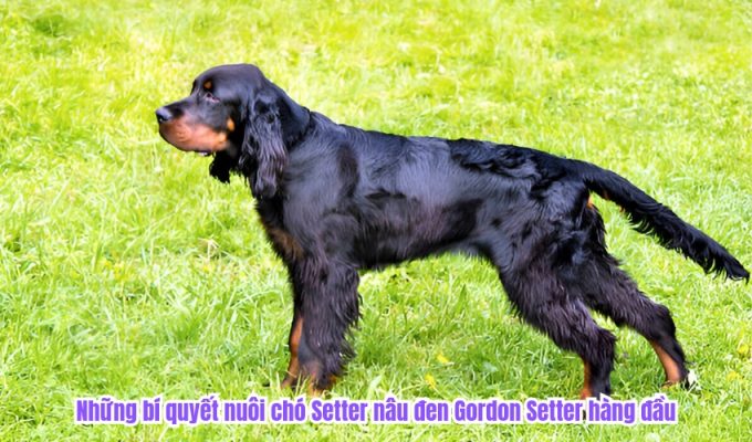 Những bí quyết nuôi chó Setter nâu đen Gordon Setter hàng đầu